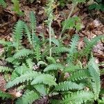 Pedicularis canadensis 叶