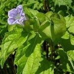 Nicandra physalodes Çiçek
