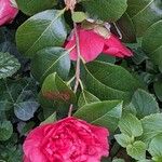 Camellia japonica Frunză