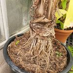 Ravenea rivularis 形态
