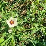 Hibiscus trionumFlower