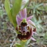 Ophrys × minuticauda Flower