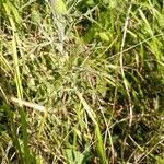 Eryngium amethystinum Folio