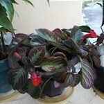 Episcia cupreata ᱥᱟᱠᱟᱢ