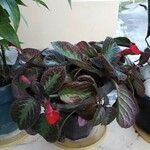 Episcia cupreata Лист