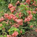 Mussaenda erythrophylla 花