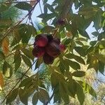 Syzygium paniculatum Vrucht