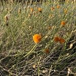 Bebbia juncea Delienn