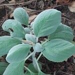 Coleus argentatus পাতা