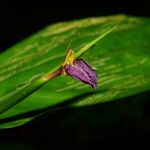 Ischnosiphon puberulus Flor