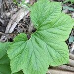 Tacca ankaranensis Hoja