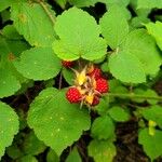 Rubus phoenicolasiusFrukt