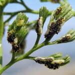 Asplenium fissum Frukto