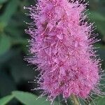 Spiraea salicifolia 花