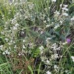 Gypsophila oldhamiana Floare