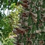 Ceiba chodatii Bark