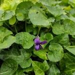 Viola odorata Fleur