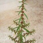 Ammannia baccifera 葉