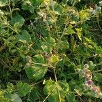 Arctium tomentosum Fuelha