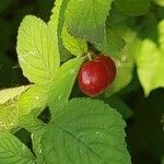 Prunus tomentosa Fruit