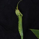 Arisaema jacquemontii Habit