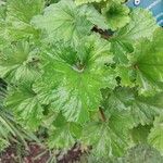 Pelargonium mossambicense Leaf