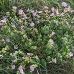 Malva alcea Habit