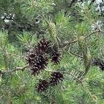 Pinus virginiana Leaf