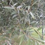 Salix albaFuelha