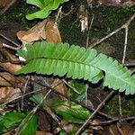 Lindsaea lancea Hoja