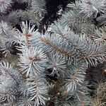 Picea pungens Blatt