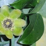 Austrobaileya scandens Λουλούδι