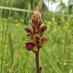 Orobanche gracilisFlower