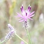 Centaurea virgata Цветок