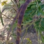 Senna siamea Fruit