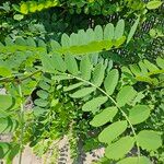 Robinia viscosaᱥᱟᱠᱟᱢ