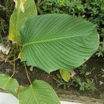 Calathea lutea Folio