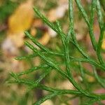 Lycopodium complanatum Fuelha