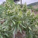 Echium giganteum Elinympäristö