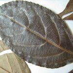 Casearia arborea Otro