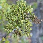 Katapsuxis silaifolia Mbuma