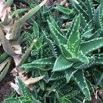 Aloe distans Лист