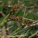 Carex curvula Blomst