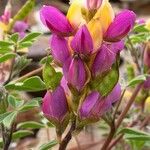 Lupinus stiversii 花