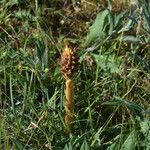 Orobanche elatior Flower