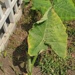 Colocasia gigantea Leaf