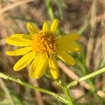 Senecio inaequidensFlower