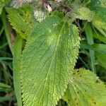 Stachys alpina Blad