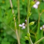 Erucaria hispanica Fruto