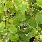 Vitis riparia Folha